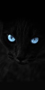 Le Noir,Yeux Bleus,Opinion,Aux Yeux Bleus,Vue,Chat