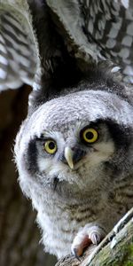 Opinion,Hawk Owl,Sight,Predator,Bird,Animals,Owl