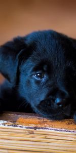 Retriever,Labrador,Opinion,Chiot,Vue,Animaux