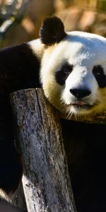 Opinion,Faune,Animal,Vue,Panda,Animaux