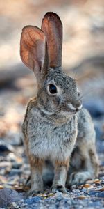 Vue,Oreilles,Opinion,Animal,Lièvre,Lapin,Animaux