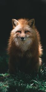 Opinion,Sight,Animal,Redhead,Animals,Predator,Fox