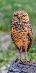 Posant,Animaux,Vue,Opinion,Pose,Hibou,Chouette,Oiseau