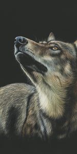 Opinion,Vue,Sombre,Photo,Dessin,Art,Loup