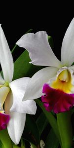 Bicolore,Exotiques,Feuilles,Exotique,Fleur,Orchidée,Fleurs