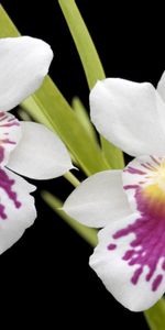 Orchid,Flowers,Close Up,Black Background