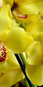 Orchid,Flowers,Flower,Bright