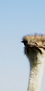 Ostrich,Bird,Head,Minimalism