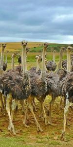 Ostrich,Birds,Grass,Africa,Animals