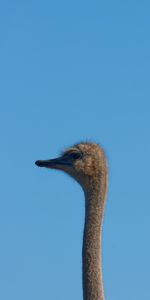 Ostrich,Sky,Bird,Neck,Animals