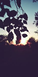 Outlines,Sunset,Leaves,Dark,Branch