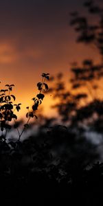 Outlines,Sunset,Leaves,Plants,Dark,Silhouettes