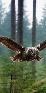 Forêt,Animaux,Arbres,Vol,Hibou,Prédateur,Oiseau,Chouette