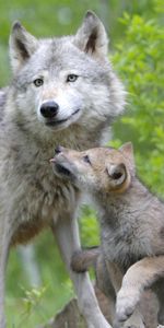 Animales,Pareja,Par,Una Familia,Familia,Cuidado,Lobezno,Cachorro De Lobo,Lobo