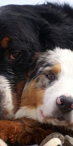 Pair,Animals,Dogs,Care,Embrace,Couple