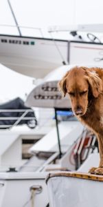 Animales,Pareja,Par,Un Barco,Bote,Perros