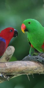 Pair,Animals,Parrots,Birds,Couple