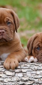 Pair,Bark,Log,Dogue De Bordeaux,Bordeaux Dog,Animals,Couple,Puppies