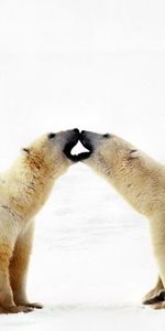 Animales,Pareja,Par,Soportar,Oso,Una Familia,Familia,Cuidado,Sensibilidad,Ternura,Oso Polar