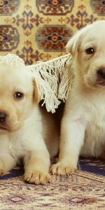 Pair,Carpet,Animals,Playful,Labradors,Couple,Puppies