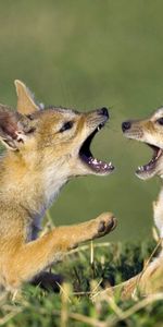 Pair,Fangs,To Fall,Mouth,Game,Toddlers,Cubs,Animals,Kids,Couple