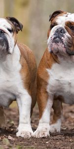 Pair,Fat,Thick,Bulldogs,Animals,Leaves,Dogs,Couple