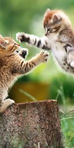 Pair,Fight,Stump,Penek,Kittens,Animals,Couple