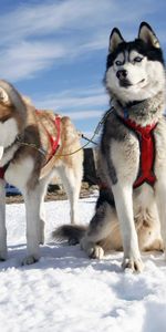 Pair,Husky,Alaska,Snow,Dogs,Couple,Animals