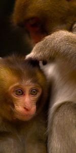 Pair,Joey,Animals,Monkeys,Young,Care,Couple