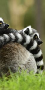 Pair,Lemur,Animals,Embrace,Couple