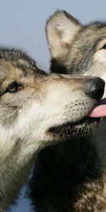 Animales,Pareja,Par,Lamer,Lobos