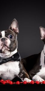 Tenue,Bulldog Français,Paire,Coupler,Chiots,Français Bouledogue,Chiens,Animaux