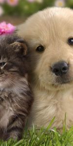 Pair,Puppy,Friendship,Kitty,Kitten,Grass,Couple,Animals,Flowers