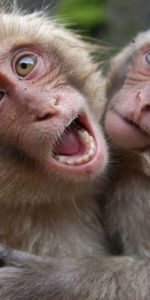 Pair,Scream,Animals,Monkeys,Playful,Cry,Couple