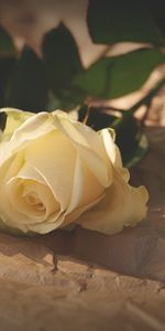 Pair,Shadow,Paper,Flowers,Roses,Couple