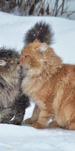 Pair,Snow,Animals,Winter,Couple,Kiss,Cats