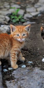 Pair,Spotted,Spotty,Striped,Animals,Couple,Street,Kittens