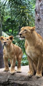 Paire,Lions,Noyaux,Forêt,Coupler,Animaux