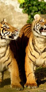 Pair,Striped,Tiger Cubs,Animals,Tiger,Couple