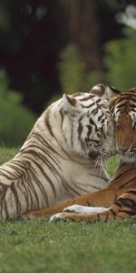 Pair,Tiger,Amursky,Amur,Animals,Care,Couple