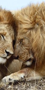 Leones,Pareja,Par,Tumbarse,Mentir,Animales,Melena