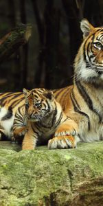 Pareja,Par,Tumbarse,Mentir,Cuidado,Cachorro De Tigre,Animales,Tigre