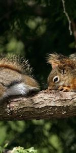 Madera,Pareja,Par,Tumbarse,Mentir,Rama,Animales,Ardilla,Árbol