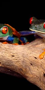 Pair,Tree,Climb,Fancy,Animals,Wood,Unusual,Frogs,Couple