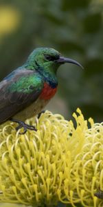 Souimanga Palestinien,Nectar Palestinien,Fleur,Oiseau,Animaux