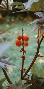 Planter,Épineux,Barbelé,Nature,Fruit,Plante,Paume