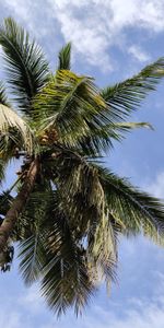 Palm,Branches,Bottom View,Leaves,Nature