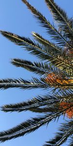 Palm,Branches,Bottom View,Nature,Sky,Leaves