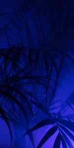 Palm,Branches,Dark,Leaves,Silhouettes