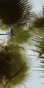 Feuilles,Planter,Plante,Branches,Nature,Paume